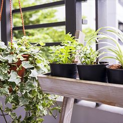 Houseplants make all-natural air filters