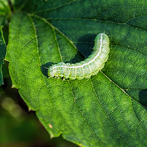 Naturally Beneficial Bacteria Keep Hungry Caterpillars at Bay