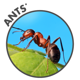 WF1438500_Ants
