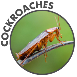 WF1438500_Cockroaches