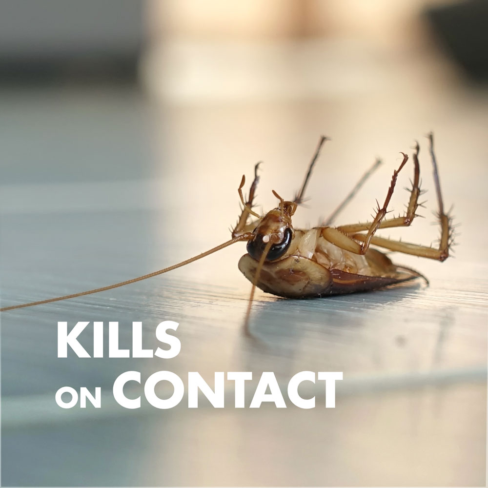 Household Products that Can Kill Pests · ExtermPRO