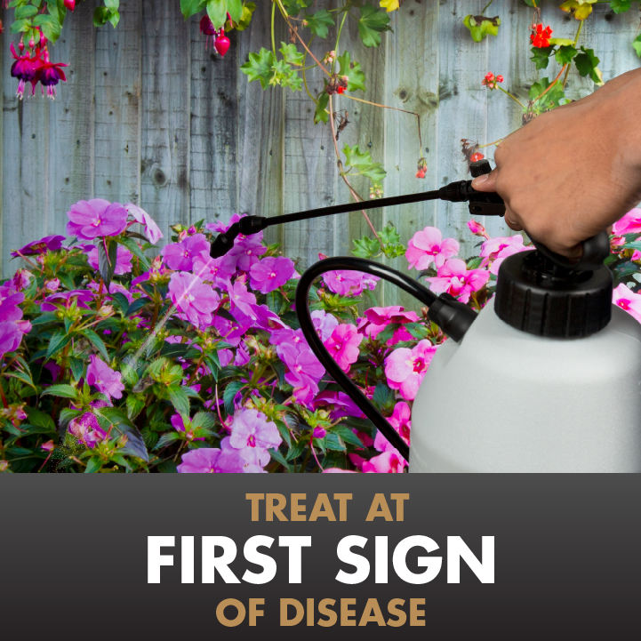 HG-51000 Immunox® Multi-Purpose Fungicide Spray Concentrate For Gardens Treat at First Sign
