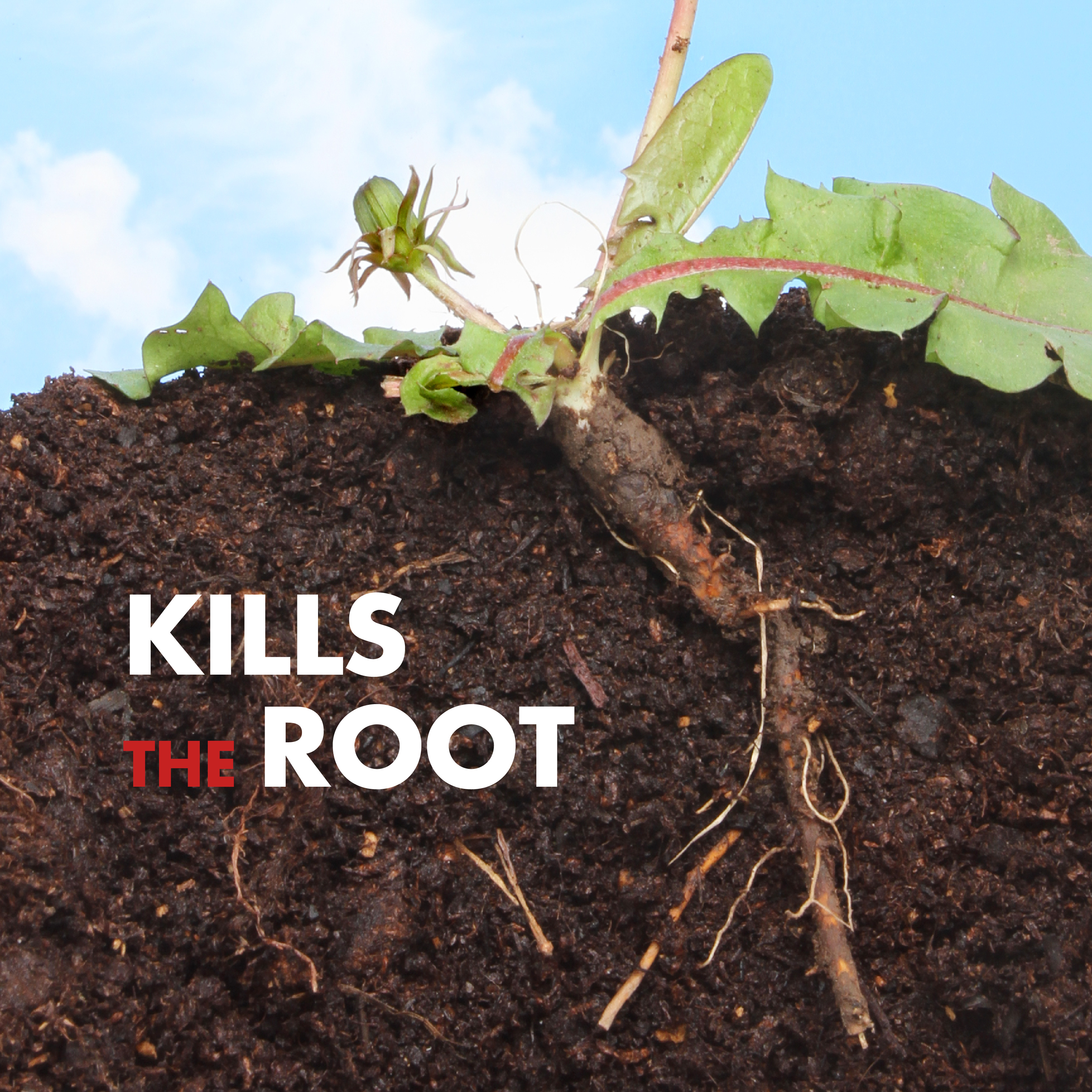 96370 Kills Root
