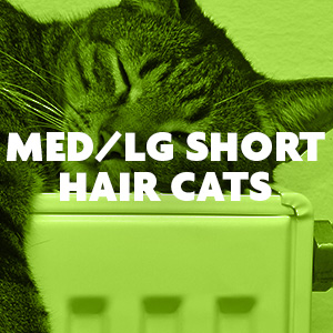 Medium Large Short Hair Cats