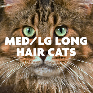 Medium Large Long Hair Cats