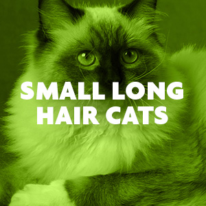 Small Long Hair Cats