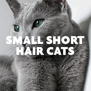 Small Short Hair Cats