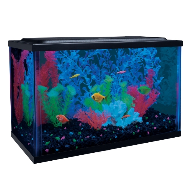 Glofish 5 discount gallon aquarium kit