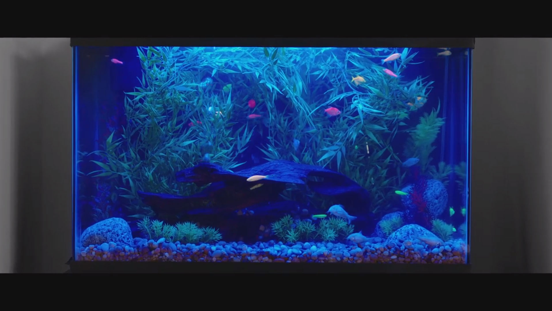 GloFish Aquarium Kit - 1.5 Gallon
