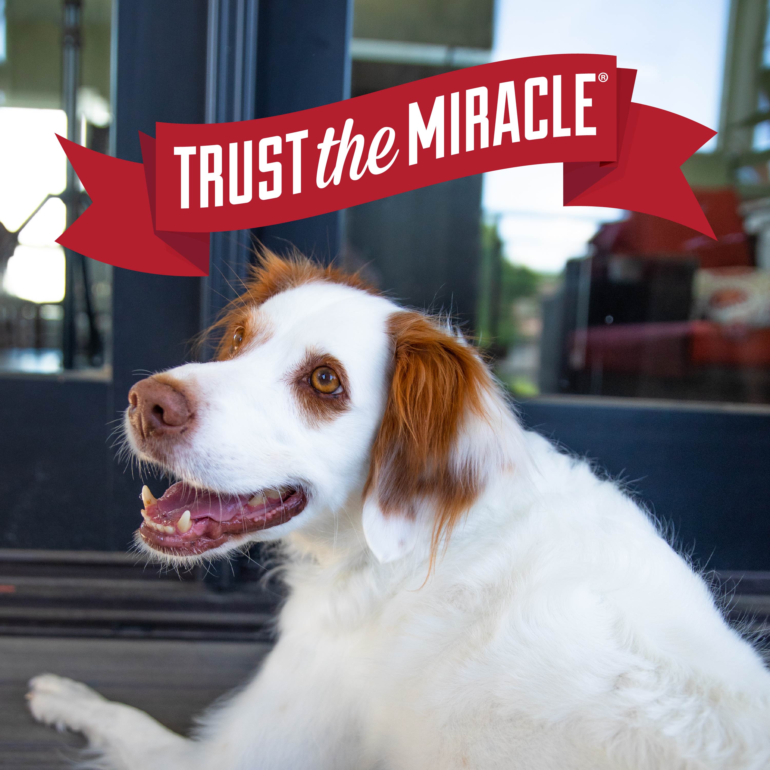 Nature's miracle top dog shampoo