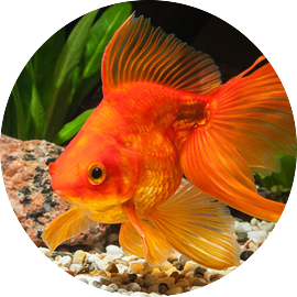 Goldfish Varieties and breeds 
