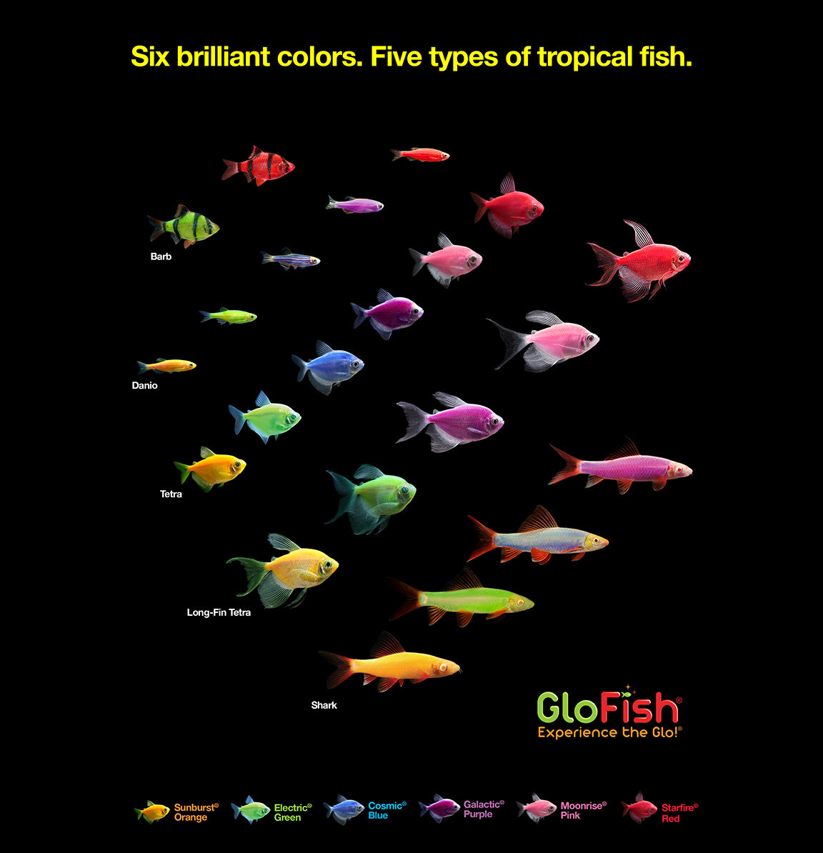 GloFish®. The most colorful pets for the most dazzling aquarium