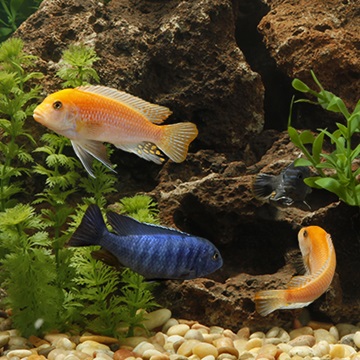How to set up a tank for cichlids