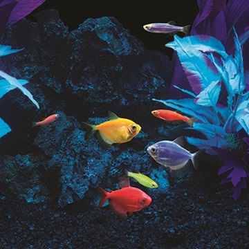 Aquarium lighting basics