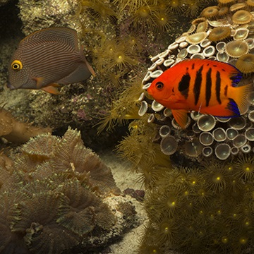 The 5 basic types of saltwater aquariums