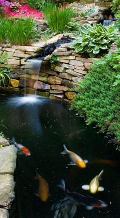 Common pond fish illnesses & how to remedy them